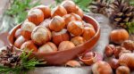 Three cooperatives will be established in Volyn, among them – a hazelnut cooperative
