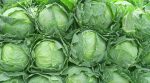 The price for domestic cabbage is falling rapidly in Ukraine
