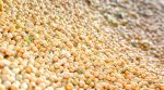 Ukrainian peas producers have lost an important Indian market – prices will fall