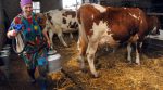 Заводи з Рівненщини та Тернопільщини штучно занижували ціни на молоко селян