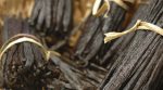Profitable business: farmers make millions on vanilla