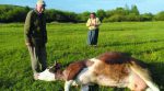 На Івано-Франківщині після окроплення хімікатами постраждали 16 корів та дівчина-пастух