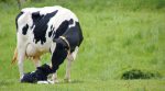 Opportunities: Ukrainian farmers will be provided with grants for calves