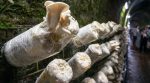 У залізничному тунелі вирощують екзотичні гриби (фото)