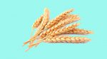 Турецькі компанії закупили пшеницю в українських вчених