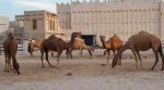 Українське сіно піде на корм коням і верблюдам арабських шейхів