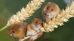 На Херсонщині польові миші пошкодили врожай