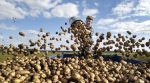Belarus imported Ukrainian potatoes for almost half a million dollars