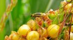 В Україні знайдено небезпечного шкідника кукурудзи