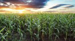 New corn hybrids were presented in Vinnytsia region