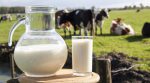 Escherichia coli bacterium was found in the dairy products of three manufacturers