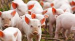 Австрієць інвестує 3 млн доларів на вирощування свиней в Україні