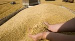Ukraine occupies a leading position among countries-exporters of grain crops