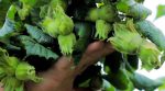 Бізнес для лінивих: як заробити півмільйона вирощуючи горіхи