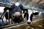 В Нидерландах на плавучей ферме собираются производить молоко и йогурт