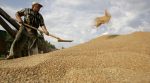 В Украине урожай зерновых лучшей чем в Европе