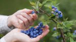 Ukrainian berries were exported to Singapore for the first time