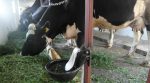 A cowshed with air conditioning: farmers study according to a Canadian program in the Lviv region (video)