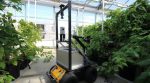 Робот вместо пчел: ученые создали машину, которая может опылять растения (видео)