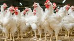 Ukrainian chicken conquers world markets