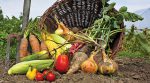 Неконтролируемые: органическую продукцию в Украине никто не проверяет