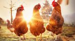 The meat of the future: chicken grown in test tubes in the USA (video)