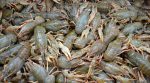 A poisoned river: crayfish and fish are dying in Lviv region