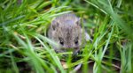 Ukrainian farmers suffer losses due to a rodent invasion
