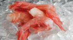 In Zhmerynka, royal shrimp are grown at a fur factory (photo)