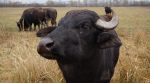 Питательное молоко и пользу для природы: на Закарпатье фермер держит стадо буйволов (фото)