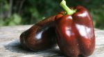 Peppers that taste like coffee: a new variety was selected in Canada