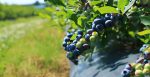 One of Europe’s largest bilberry plantations is located in the Zhytomyr region (photo)