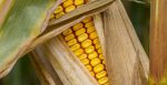 Вигідний бізнес: українці можуть заробляти до 100 тисяч гривень з гектара кукурудзи