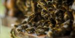 Чтобы спасти популяцию пчел ученые разрабатывают сеть ульев с искусственным интеллектом