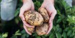 Украинские ученые вывели более 100 новых сортов картофеля