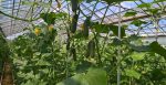 Wars of IT-giants: Microsoft and Intel learn to grow cucumbers (Video)