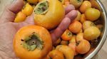 Свое лучше: Украина имеет потенциал в выращивании экзотических фруктов