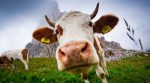 190 доларів на роги: у Швейцарії пройде референдум проти видалення рогів худобі (відео)