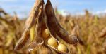 С ГМО: половина украинской сои оказалась генномодифицированной (видео)