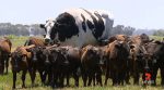 В Австралии нашли быка весом почти 1,5 тонны