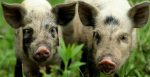 В Украине планируют возобновить уникальную породу свиней