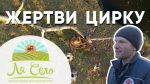 Сльози на очі: у селі на Житомирщині рятують тварин (відео)