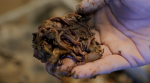 A gold mine: an entrepreneur from Kiev grows Californian worms on his farm (video)