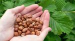 Hazelnut became the most popular crop among Ukrainian gardeners in 2018