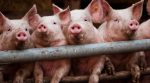 The largest in the world pig herd has declined by 60 million heads
