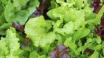 Прибыльное дело: семья фермеров из Запорожья выращивает более десяти видов салата