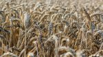 Аграрный фонд Украины потерял зерна на сумму 18,8млн гривен (детали)