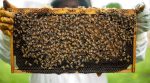 Страхування бджіл та кримінальна відповідальність: що нового чекає пасічників у 2019 році