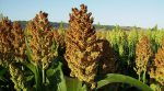 A Ukrainian farmer grew a record sorghum crop