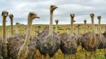 An ostrich farm in Ukraine: Exotics or a profitable business?